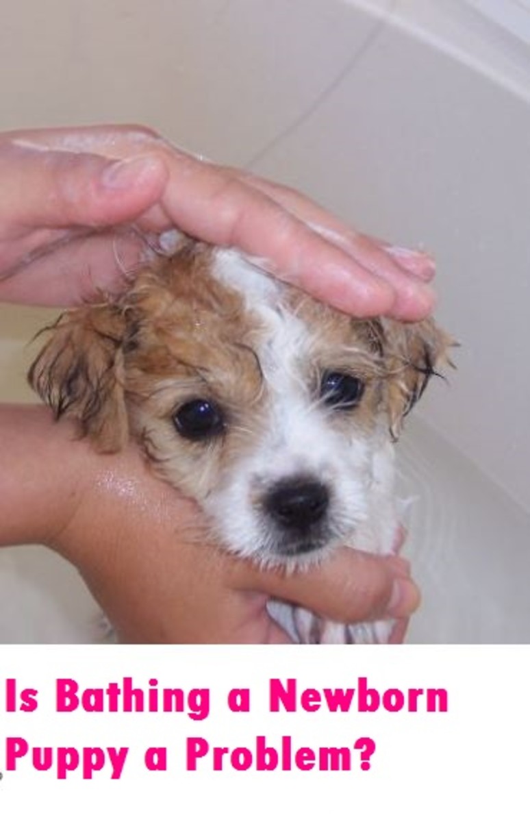 Is Bathing a Newborn Puppy A Problem? Whelping Puppies